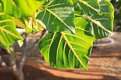 《红色沙漠》新演示视频 画面太美太逼真了